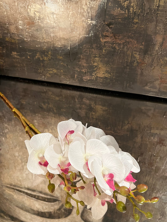 White Phalaenopsis Orchid (27.5")